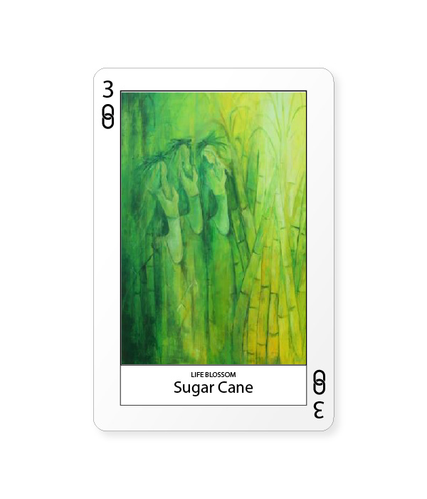 Sugar Cane